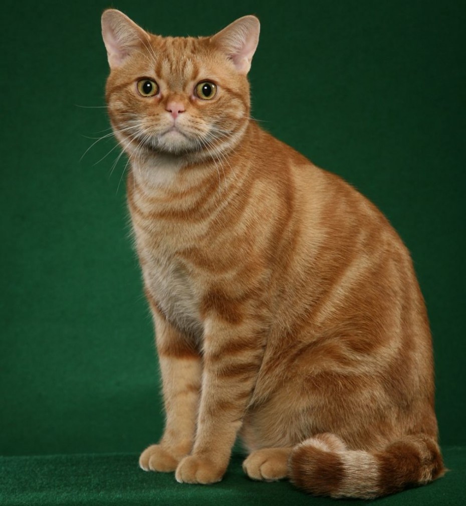 Рыжий британец котенок