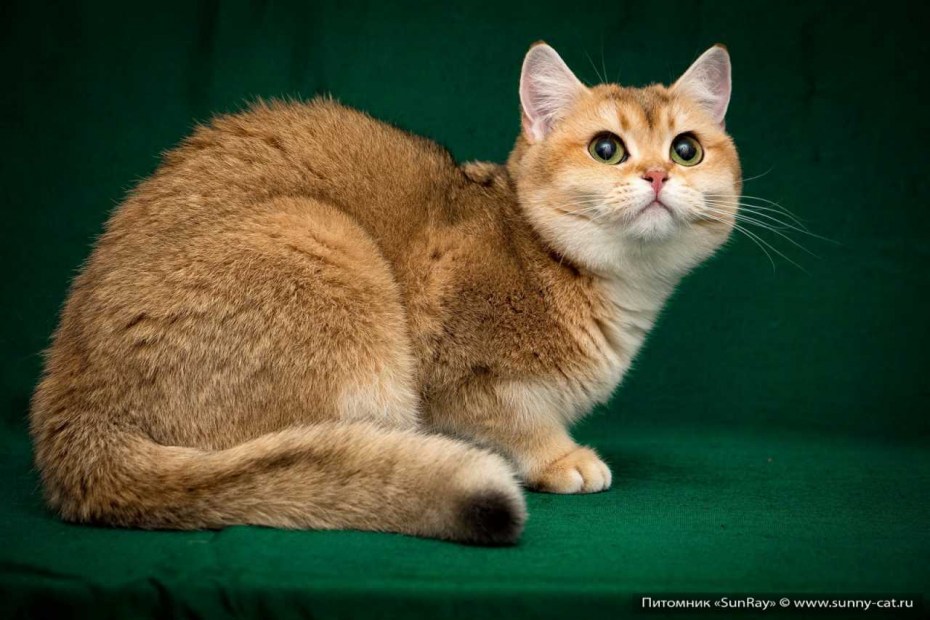 Манчкин рыжий котенок