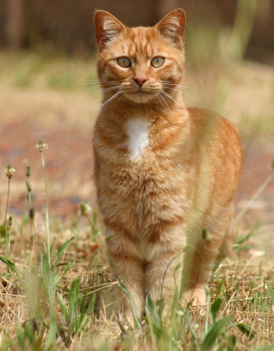 Кот британец рыжий