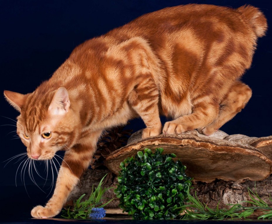 Бело рыжий кот короткошерстный