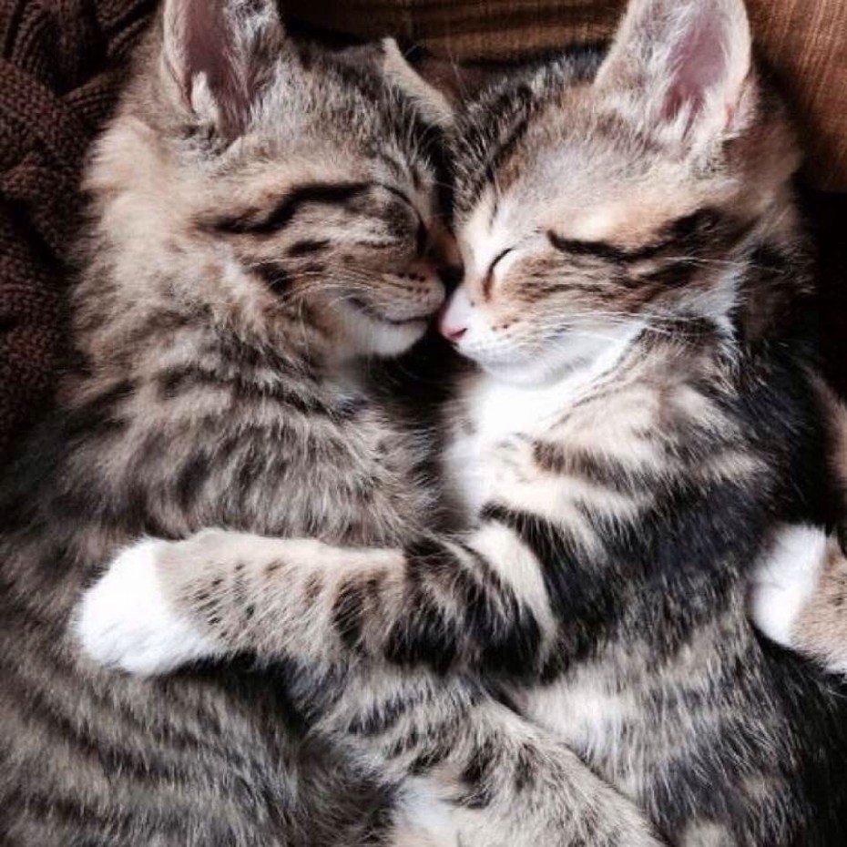 Кошки любовь