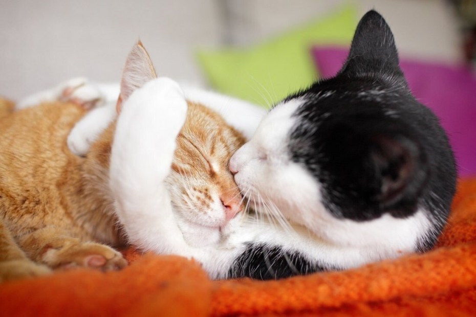 Влюбленные котики