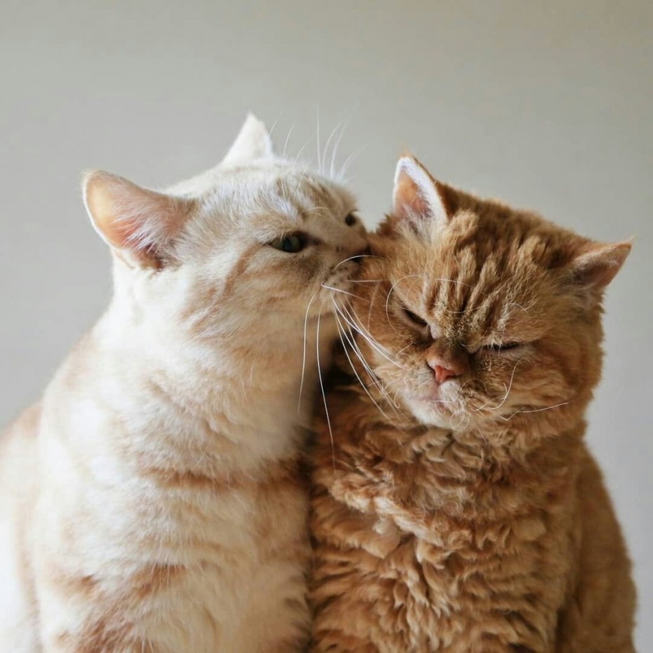Кошачья любовь