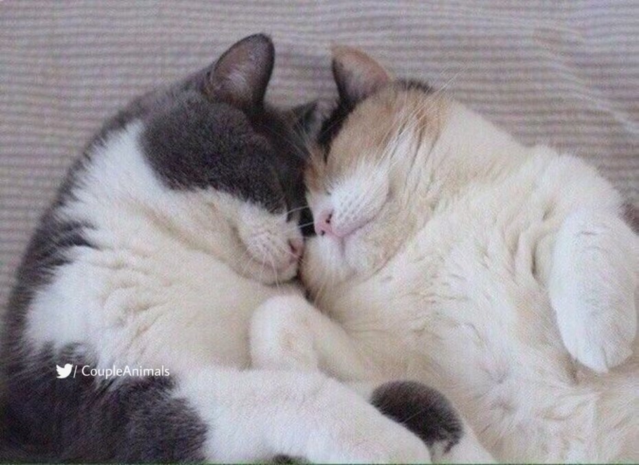 Котики спят в обнимку