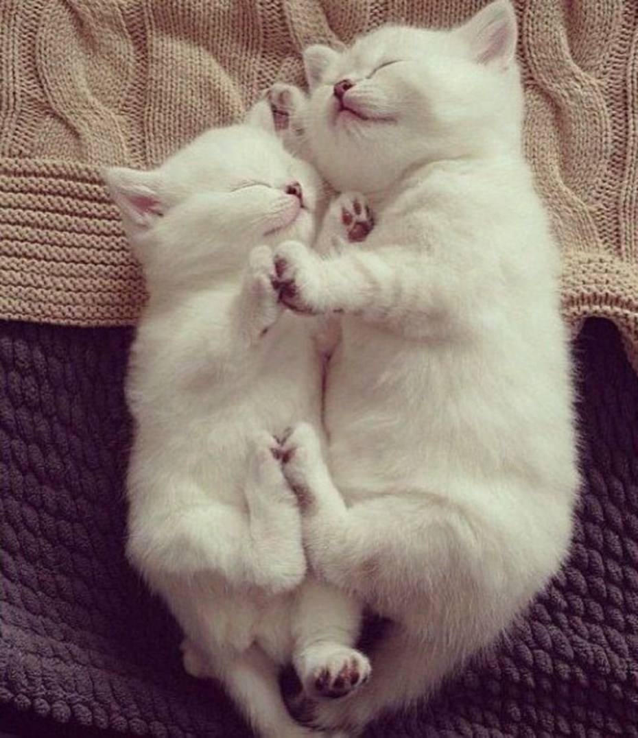 Коты обнимаются