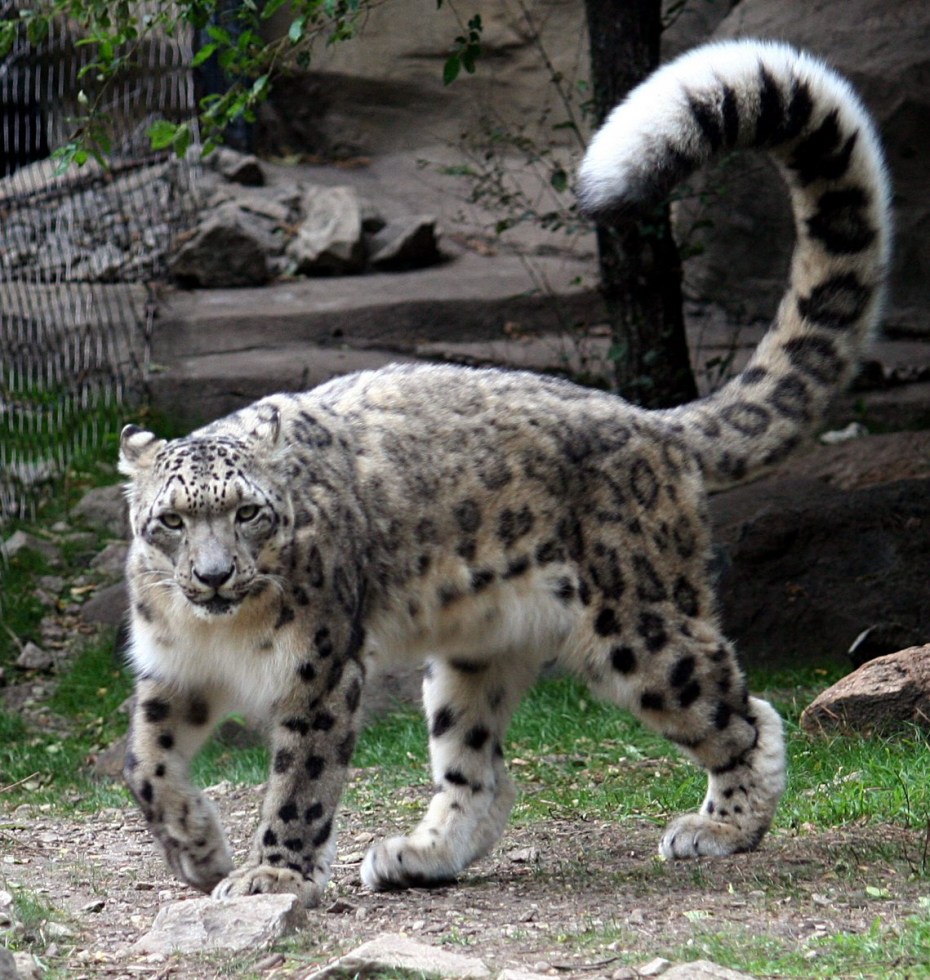 - Снежный Барс (Panthera uncia
