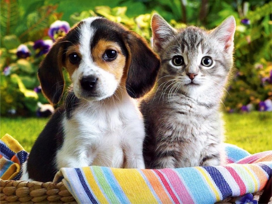 картинки собак щенков котят и кошек | Дзен