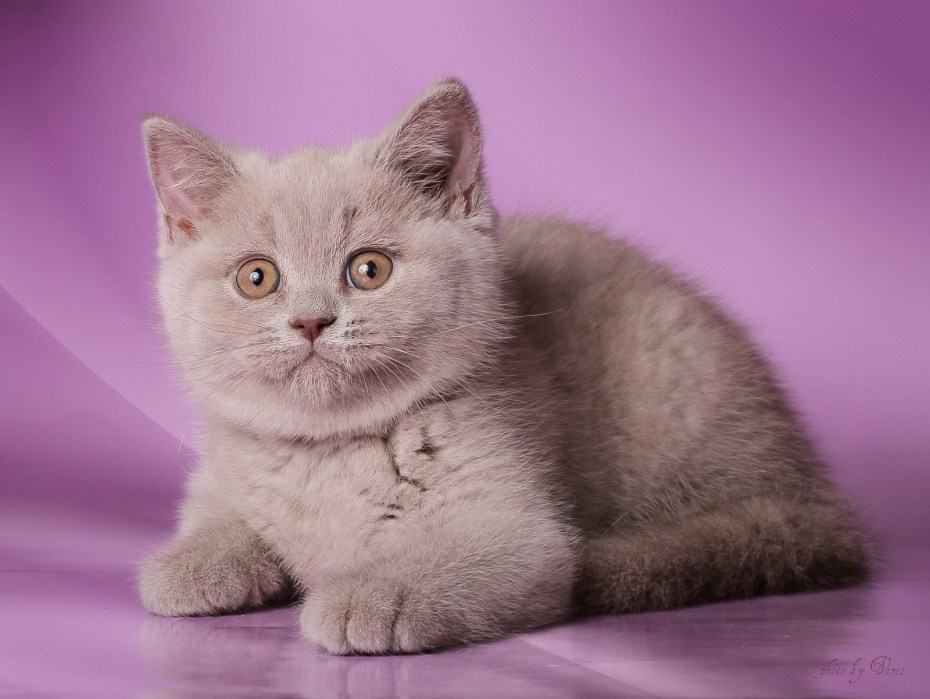Лиловый британец кот