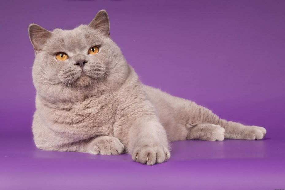 Лиловый британец кот