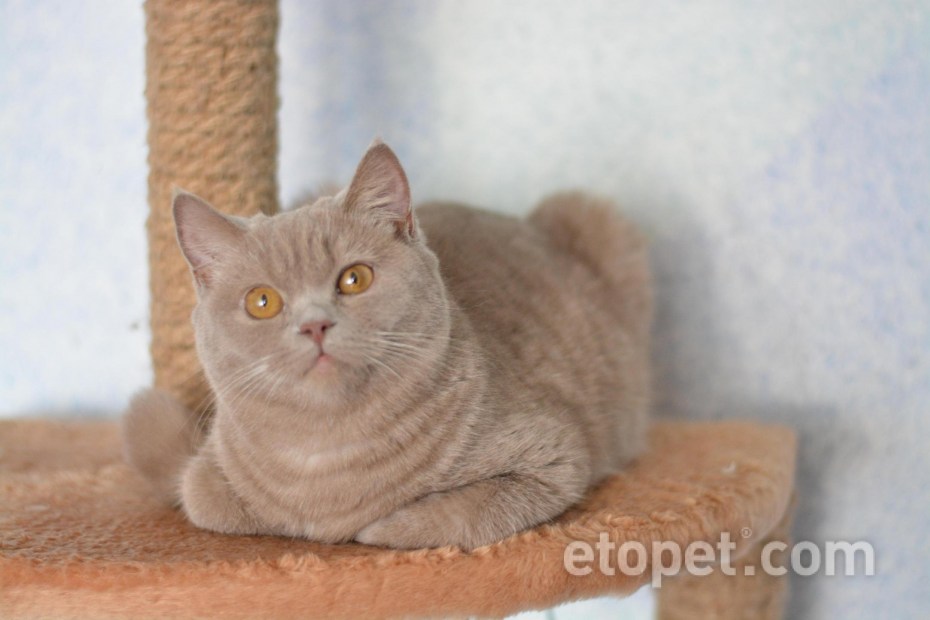 Британская короткошёрстная кошка фавн