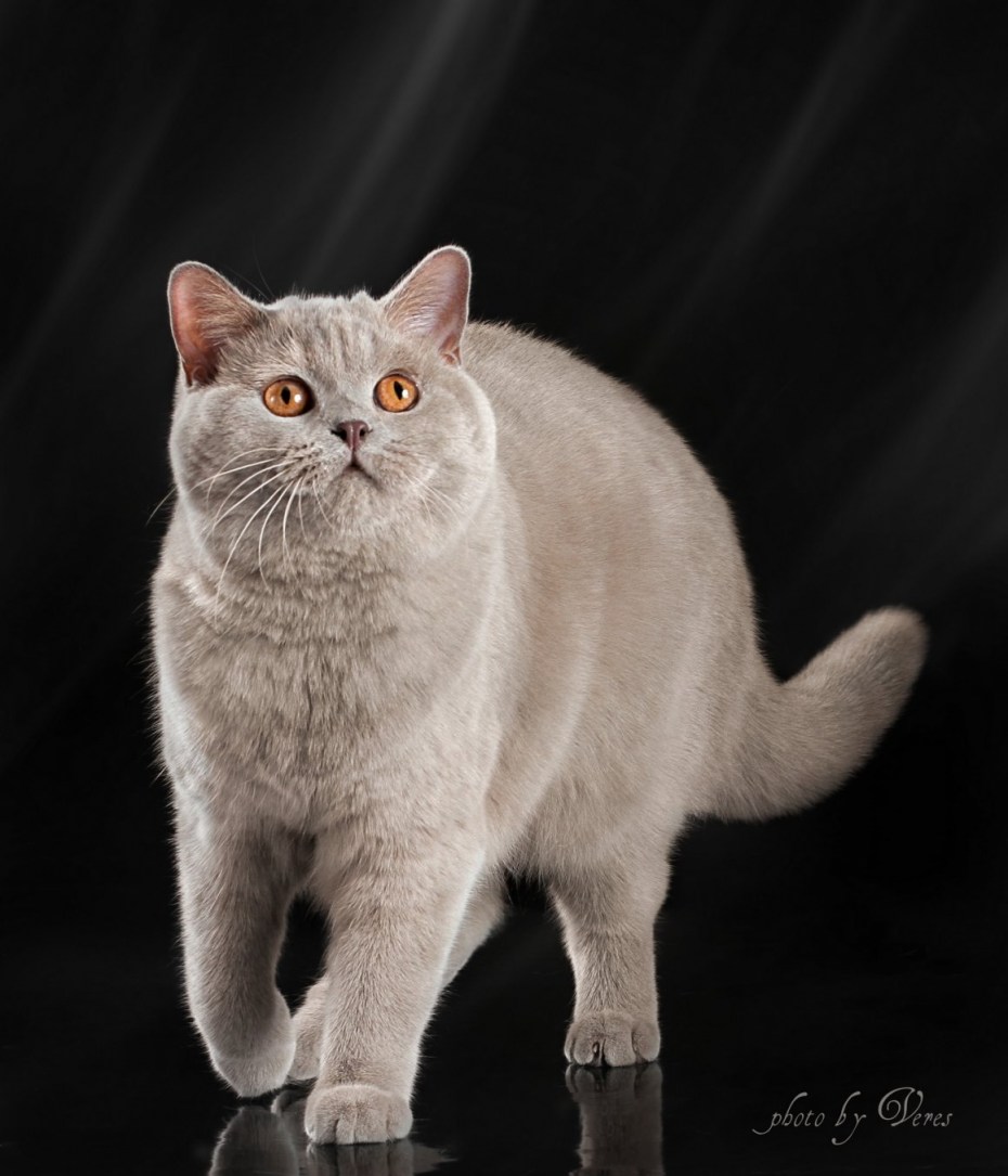 Британская лиловая кошка