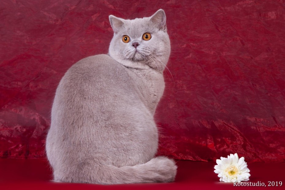 Кошки британцы описание породы фото