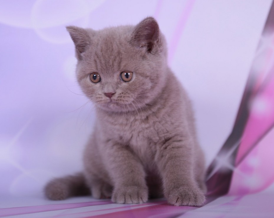 Лиловые британские котята