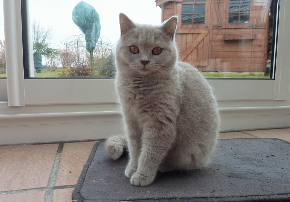 Лиловый британец котенок