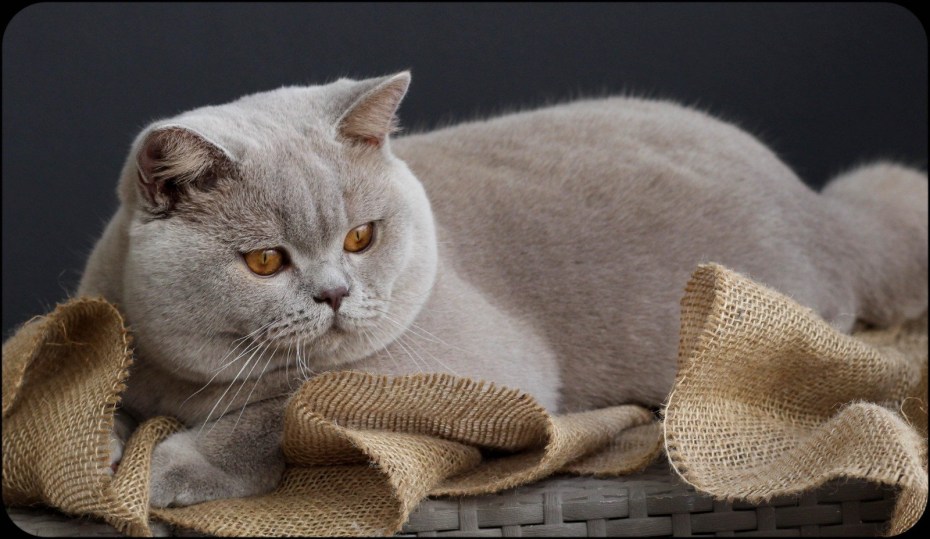 Лиловый британец кот