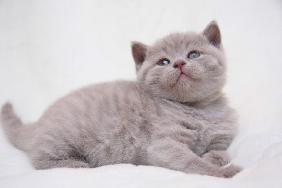 Лиловый британец котенок