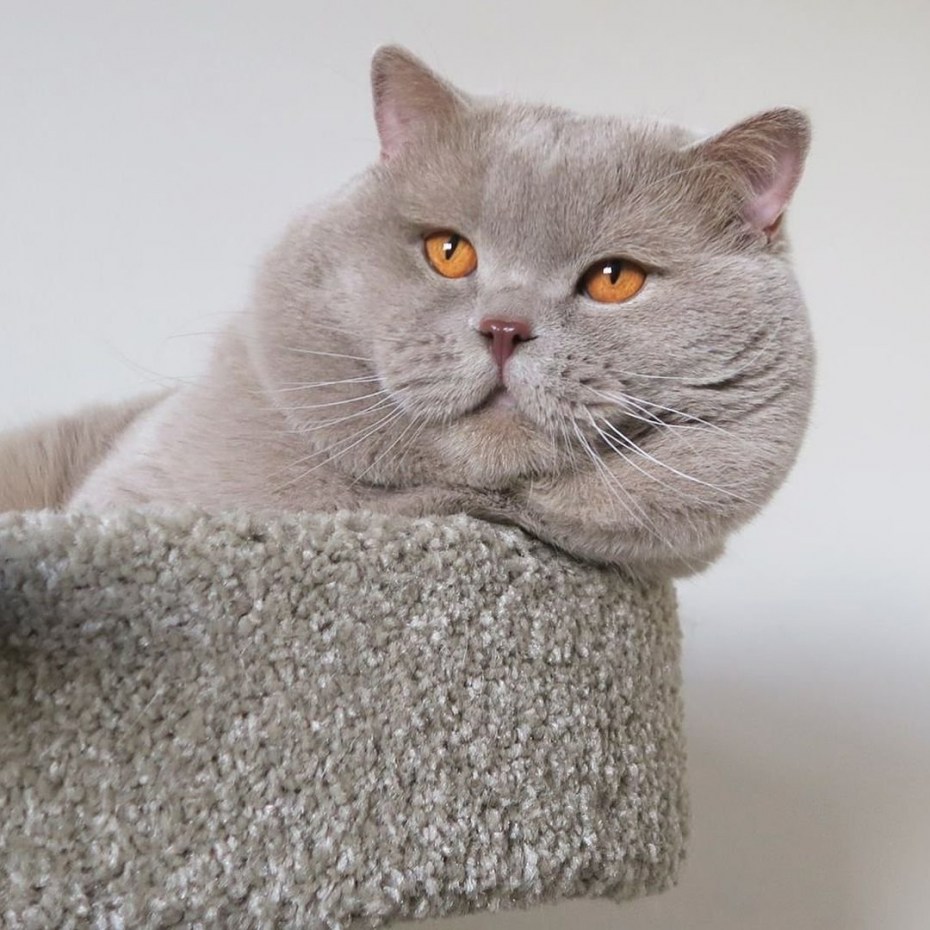 Лиловый британец кот