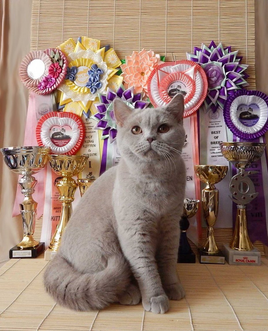 Шотландская вислоухая кошка