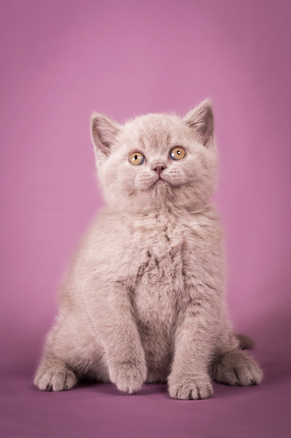Лиловый британец кот