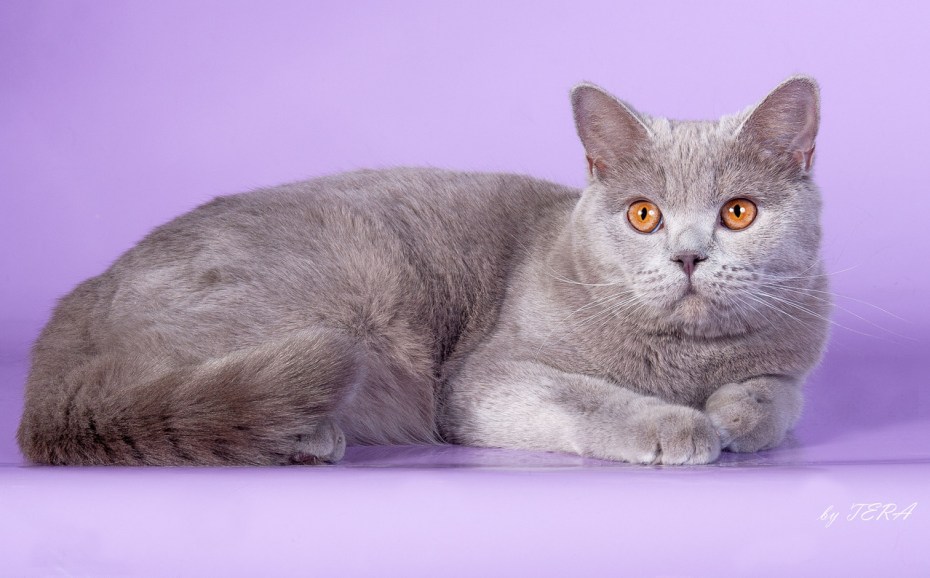Котенок Британская шиншилла лиловая