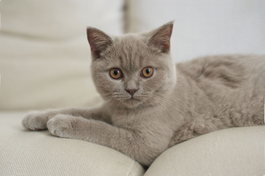 Лиловый британец кот