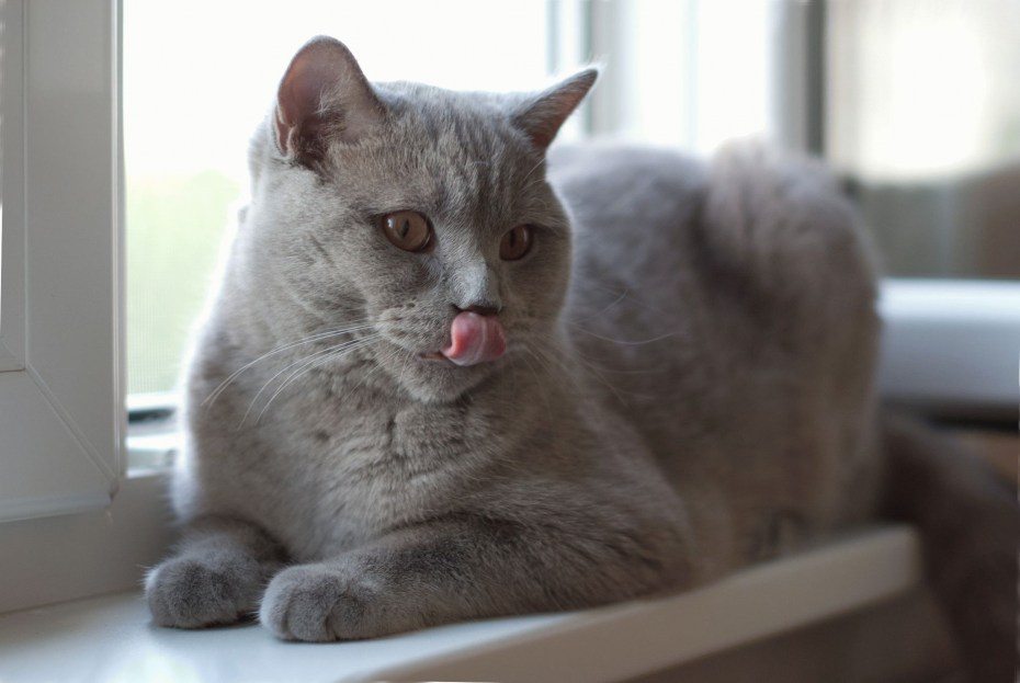 Клички для британских котят