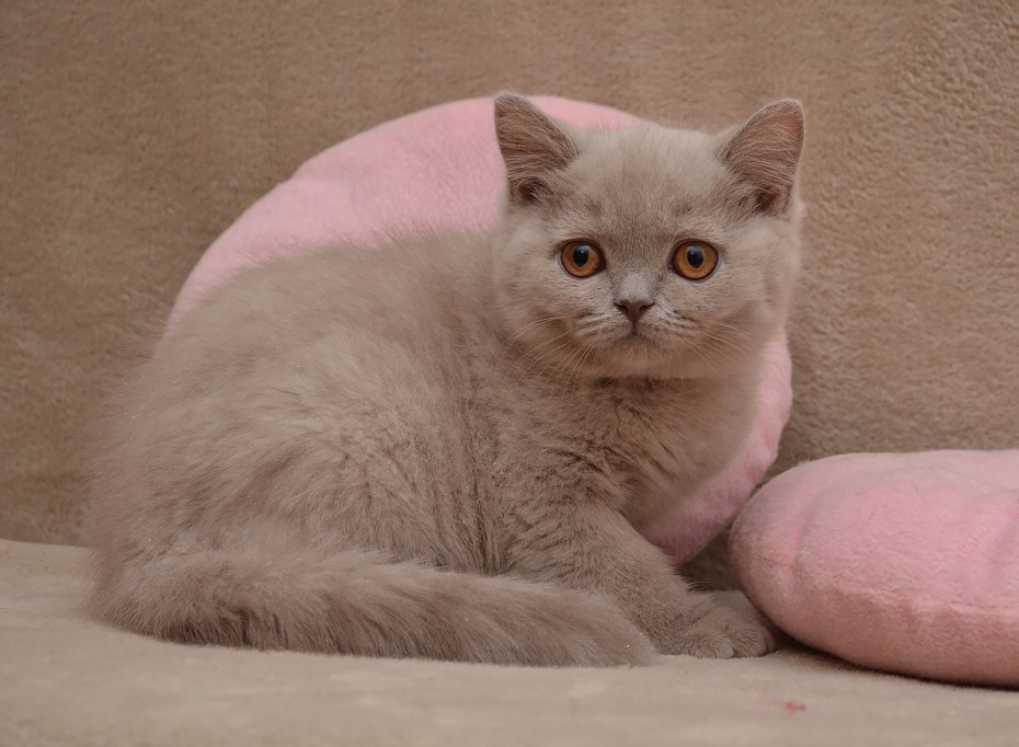 Лиловый британец кот