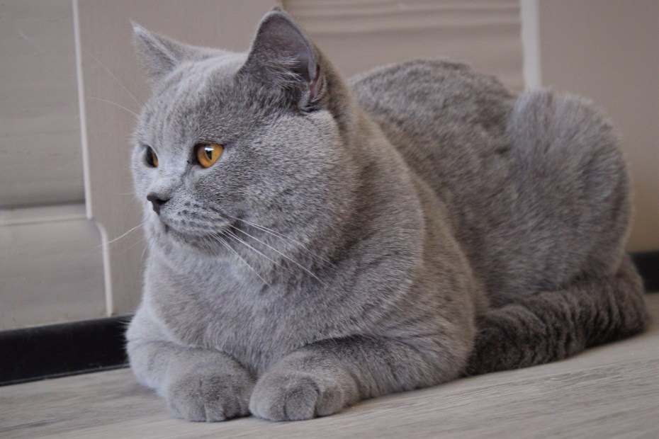 Лиловые котята