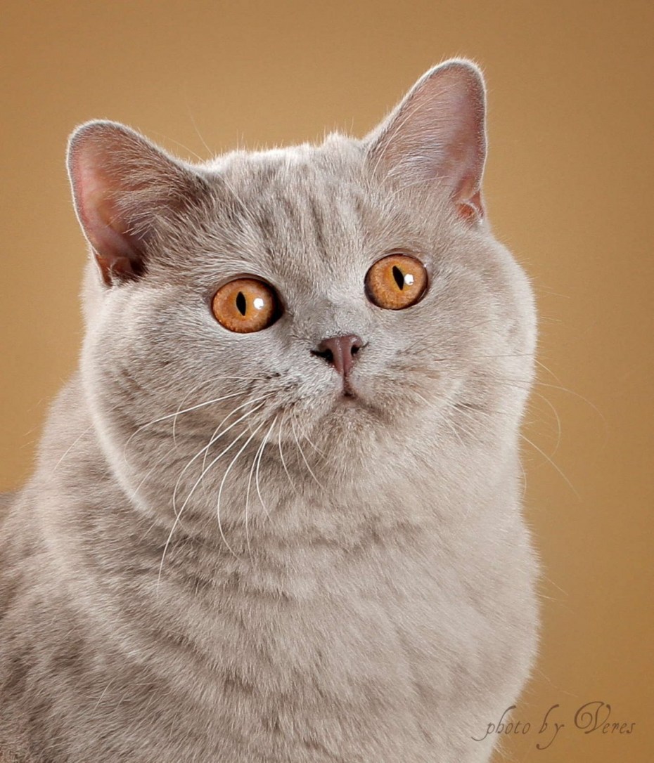 Лиловый британец котенок