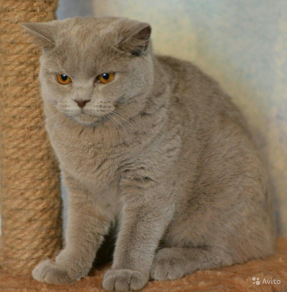 Британская лиловая кошка
