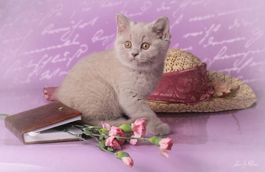 Британская лиловая кошка
