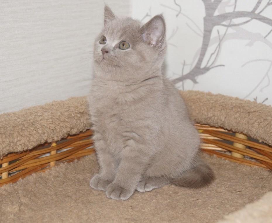 Картинка лиловый кот