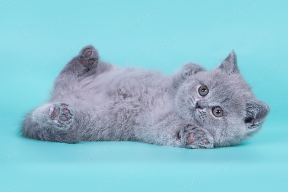 Британская лиловая кошка