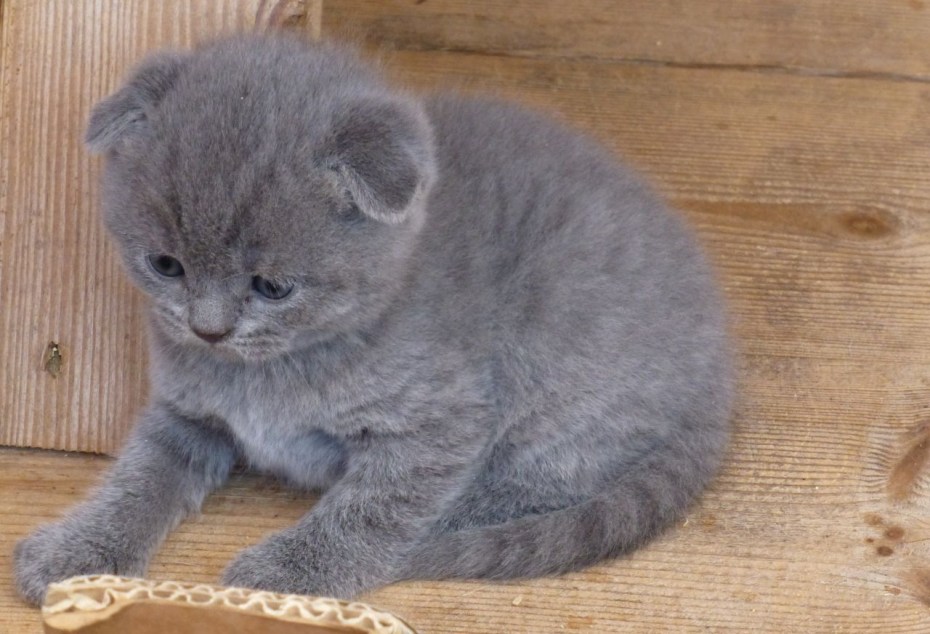 Котенок вислоухий серенький шотландский
