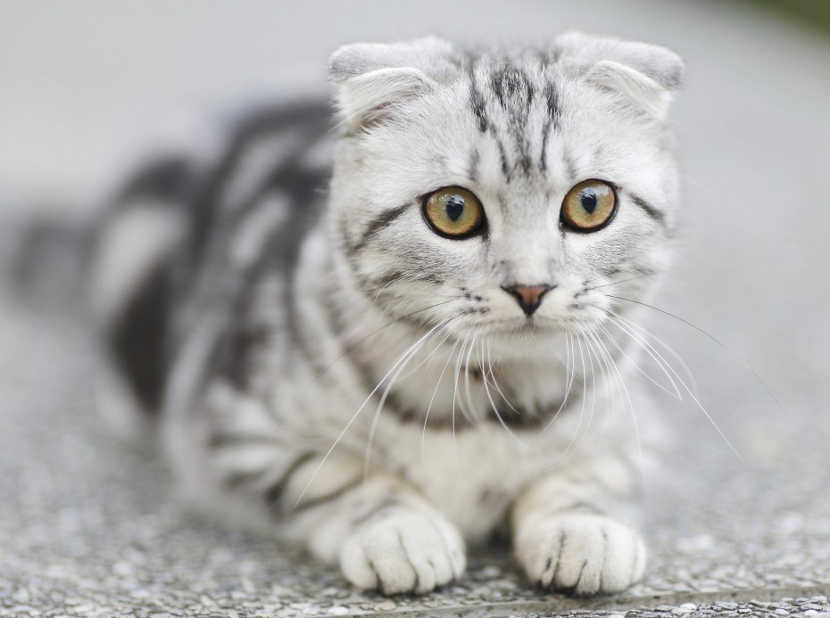 Шотландская вислоухая кошка полосатая серая