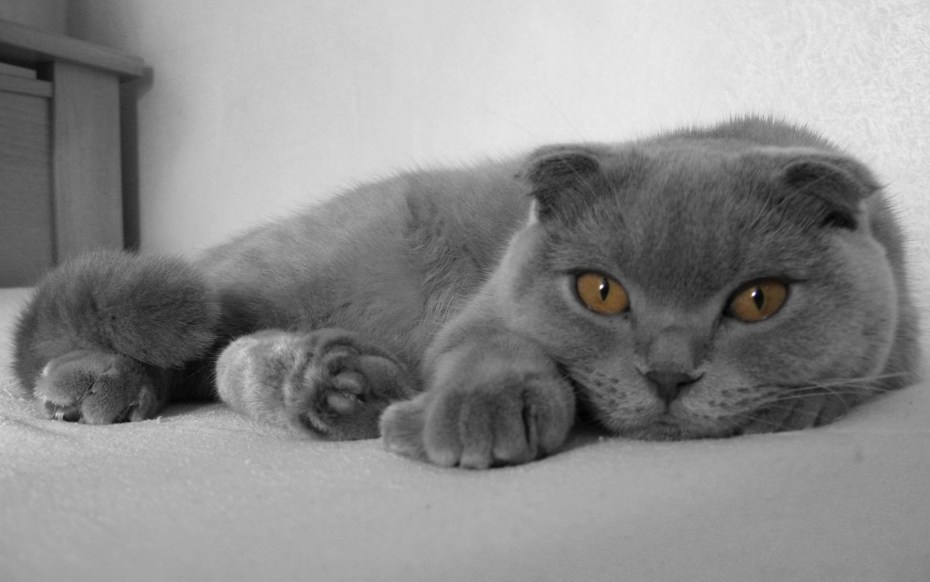 Обои британский кот вислоухий