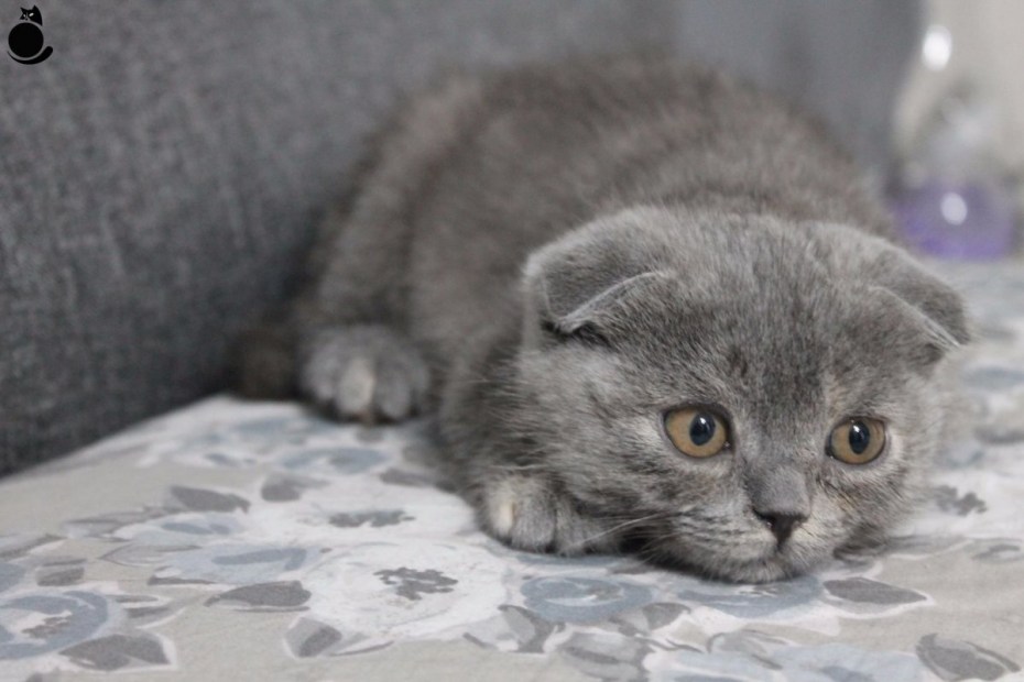 Шотландская вислоухая кошка Мисти