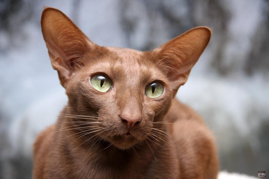 Яванез яванская кошка