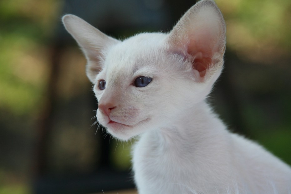 Сиамские котята альбиносы