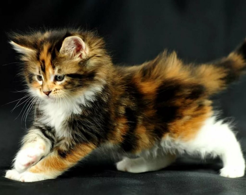 Котенок Мейн кун трехцветный