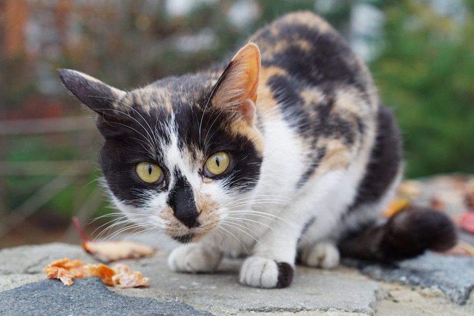 Трёхцветная кошка