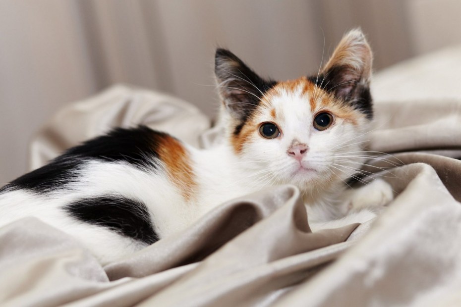 Трехшерстная кошка