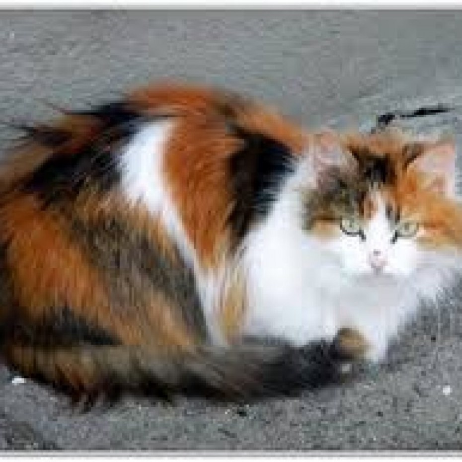 Сибирская кошка трехцветная