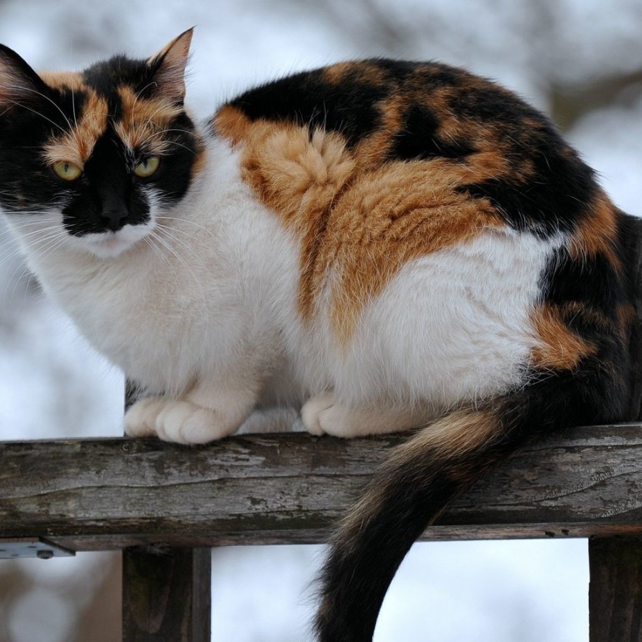 Трехцветная кошка с котятами