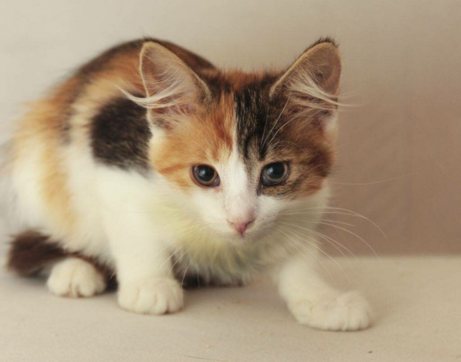 Трёхцветная кошка Сибирская кошка