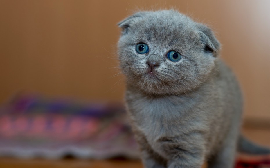 Шотландские вислоухие котята