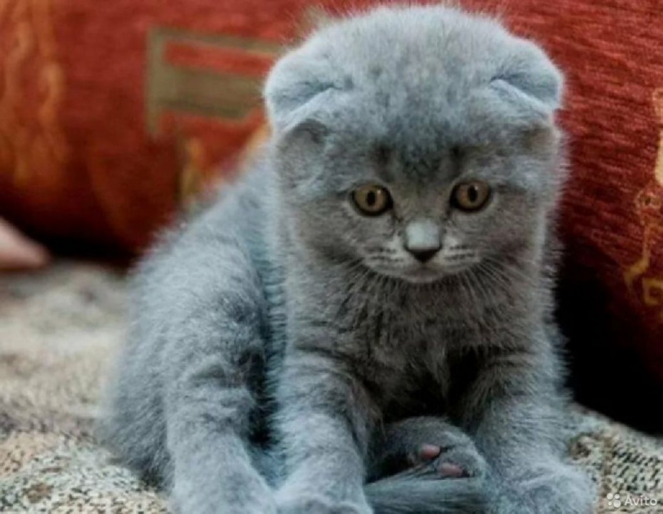 Вислоухие котята шотландцы