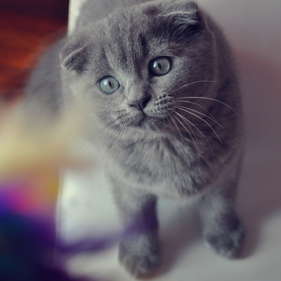 Скоттиш фолд котята серые