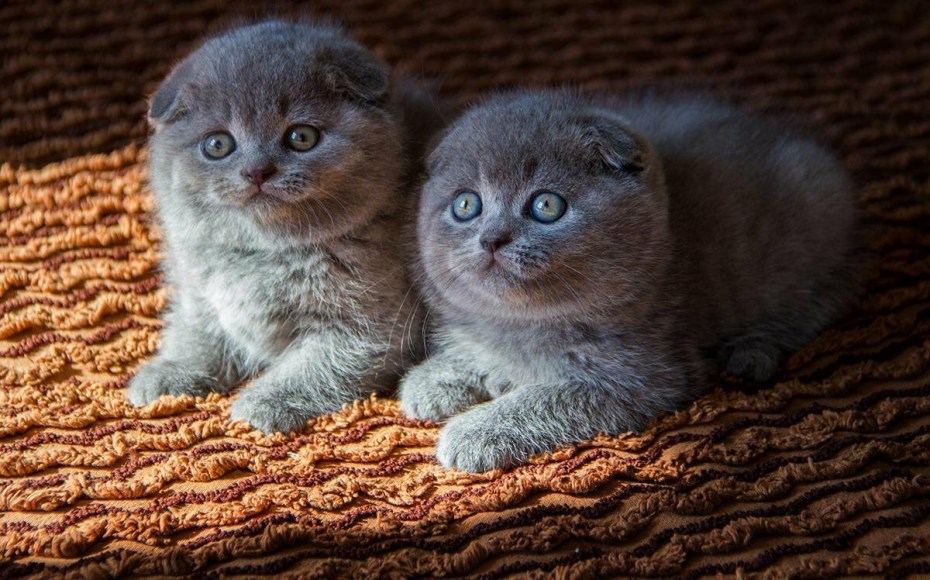Шотландские вислоухие котята