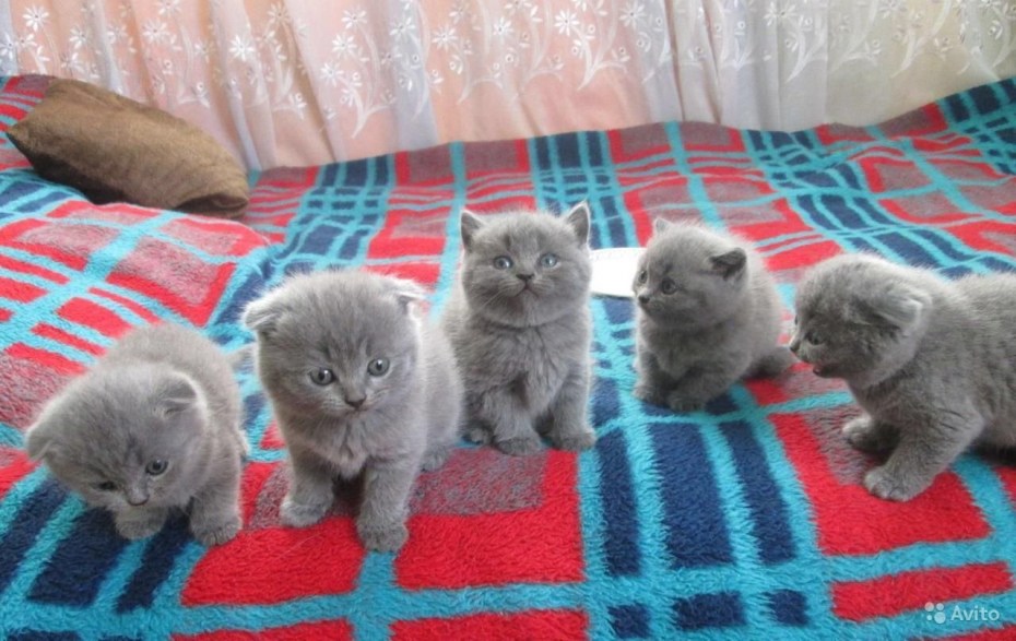 Кот вислоухий британец в корзине
